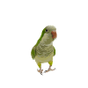 Parrot Head-Scratch Demands Tee