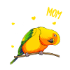 Sun Conure Mom