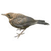 Merle Jeune Oiseau