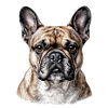 Portrait Bouledogue Français Chic