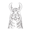 Portrait de lama