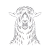 lama