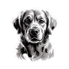 Labrador