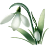 Winter Anemone – White Flower Graphic