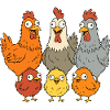 Funny chickens, roosters and chicks