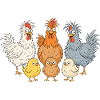 Famille Crazy Chicken