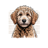 Goldendoodle Dog Breed