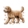 Race de chien Goldendoodle