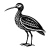 Curlew Bird