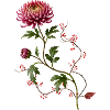 Chrysanthemum with berries in Zen style