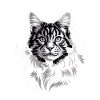 Maine coon