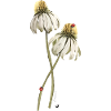 Red ladybugs on echinacea flower illustration