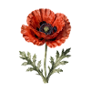 Coquelicot Pavot rouge