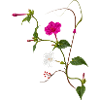 Fleur Miraculeuse Zen Blossoms Design