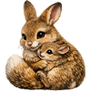 Hare hug mother and cub