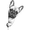 French Bulldog Portrait Curious