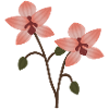 Fleur d’orchidée pastel