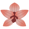 Fleur d’orchidée pastel