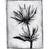 Thistle - hand carved artwork