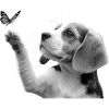 Chiot beagle et papillon