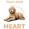 Race de chien Goldendoodle