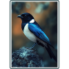 Pies Magpie