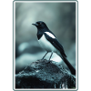 Pies Magpie