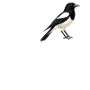 Pies Magpie