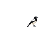 Pies Magpie