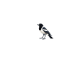Pies Magpie