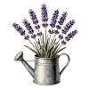 Lavender in a watering can