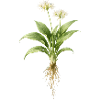 Wild Garlic Plant Botanical Design