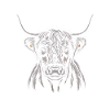 Highland Cattle Head Illustration