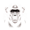 Chimpanzé singe