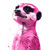 Suricate rose