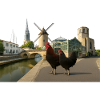 Marans, Coqs citadins au moulin