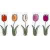 Tulpen in Farbvielfalt Blumendesign