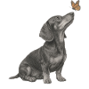 Dachshund illustration with butterfly dog