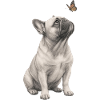 French Bulldog Design Butterfly