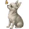 Chihuahua dog looking at butterfly