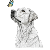 Labrador with butterfly banksy style