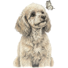Poodle with Butterfly Dog Goldendoodle
