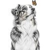 Aussie blickt Schmetterling Australian Shepherd