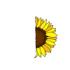 Sunrise Mind: Brain and Bloom