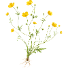 Buttercups Wildflowers Nature Motif