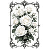 Roses, Roses blanches, Roses et Fleurs
