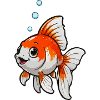 Koi Cartoon Goldfish with Bubbles