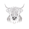 Scottish Highland cattle