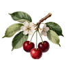 Cherry and botanical flower engraving