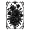 Roses, Black Roses, Rose & Flowers